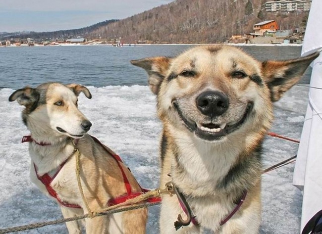 20 Buffe Espressioni di Cani che si Comportano in Modo Assurdo!