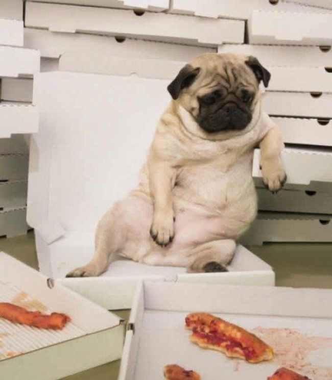 20 Buffe Espressioni di Cani che si Comportano in Modo Assurdo!