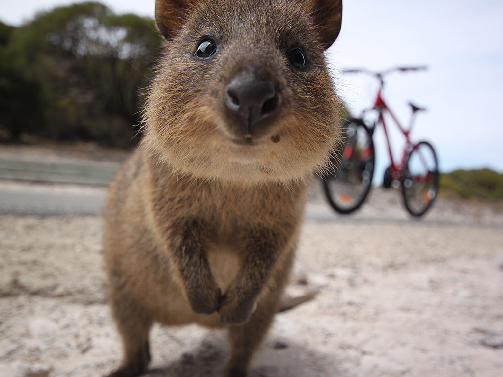 15 Incredibili Animali che Non Credevi Esistessero in Natura