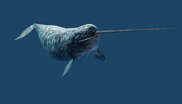 15 Incredibili Animali che Non Credevi Esistessero in Natura