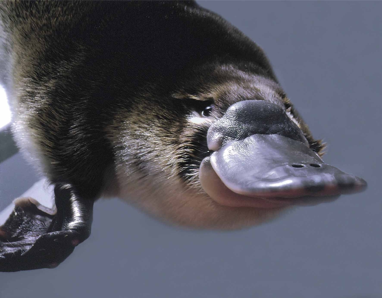 15 Incredibili Animali che Non Credevi Esistessero in Natura