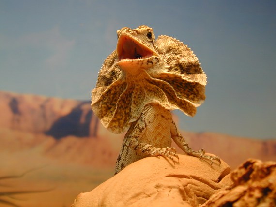 15 Incredibili Animali che Non Credevi Esistessero in Natura