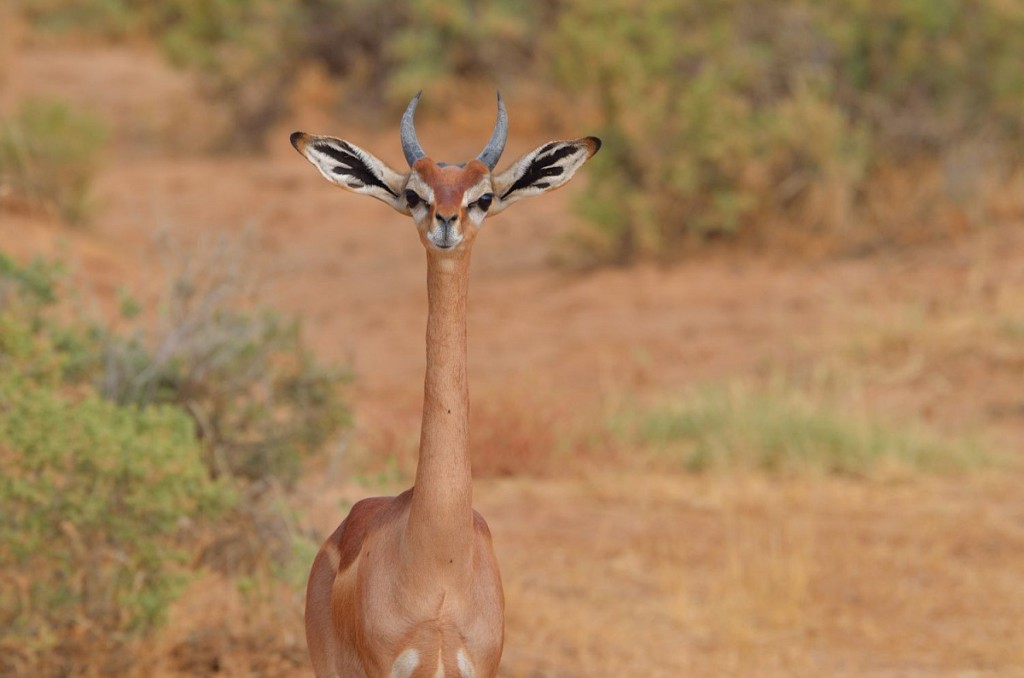 15 Incredibili Animali che Non Credevi Esistessero in Natura