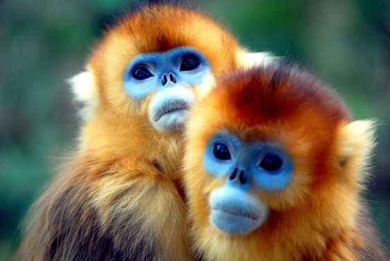 15 Incredibili Animali che Non Credevi Esistessero in Natura