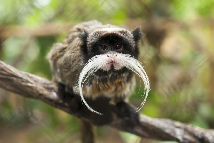 15 Incredibili Animali che Non Credevi Esistessero in Natura
