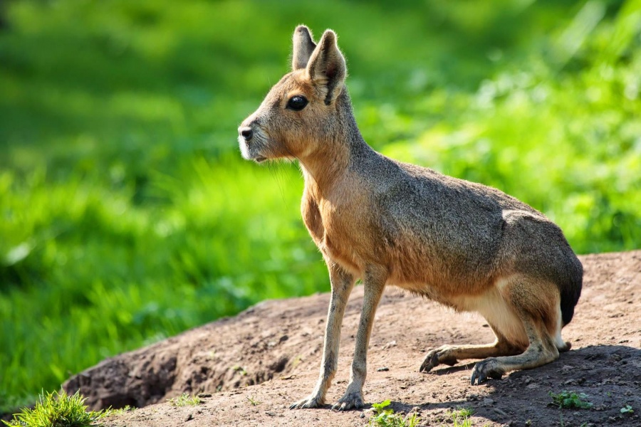 15 Incredibili Animali che Non Credevi Esistessero in Natura