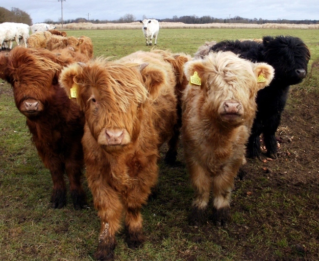 15 Incredibili Animali che Non Credevi Esistessero in Natura