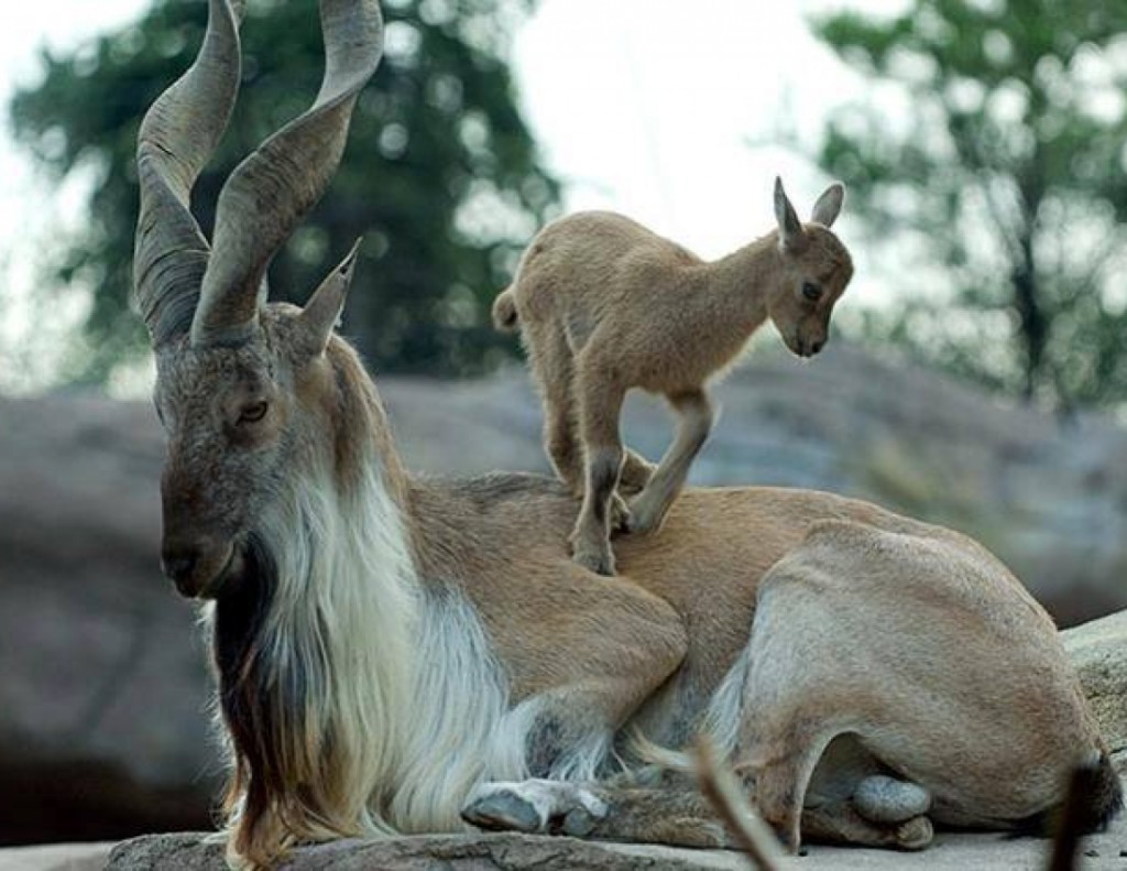 15 Incredibili Animali che Non Credevi Esistessero in Natura
