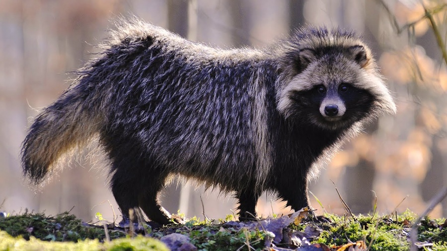 15 Incredibili Animali che Non Credevi Esistessero in Natura