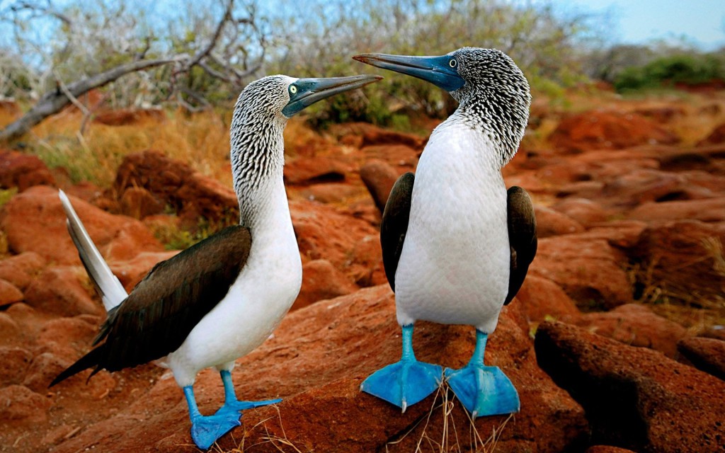 15 Incredibili Animali che Non Credevi Esistessero in Natura