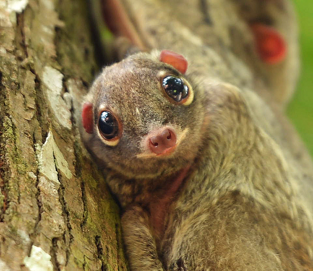 15 Incredibili Animali che Non Credevi Esistessero in Natura