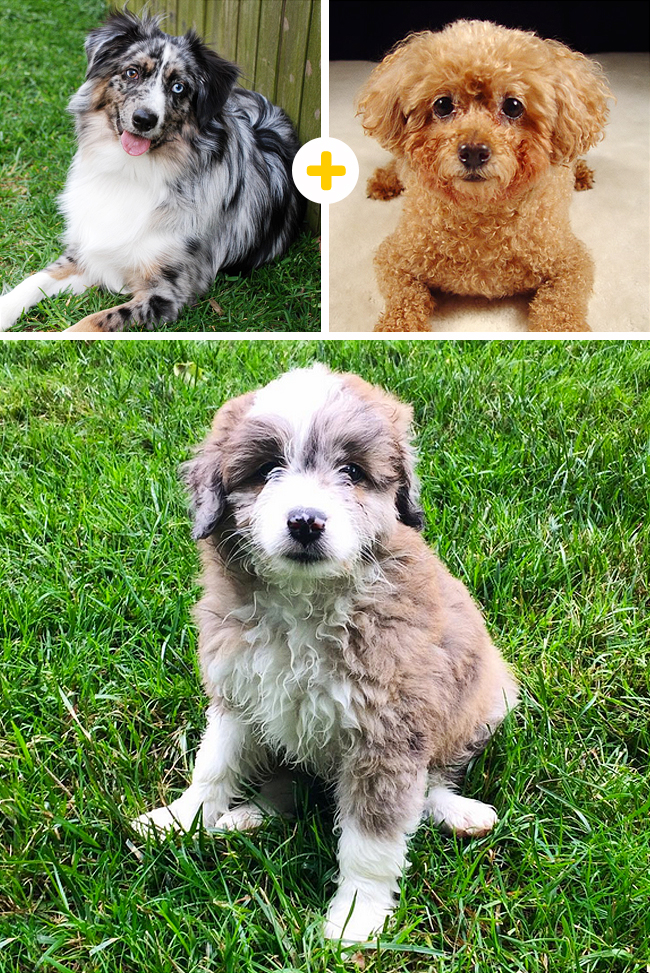 Cani: 14 Strani (ma Tenerissimi) Incroci che Non Credevi Esistessero