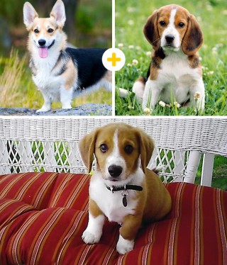 Cani: 14 Strani (ma Tenerissimi) Incroci che Non Credevi Esistessero Cani: 14 Strani (ma Tenerissimi) Incroci che Non Credevi Esistessero