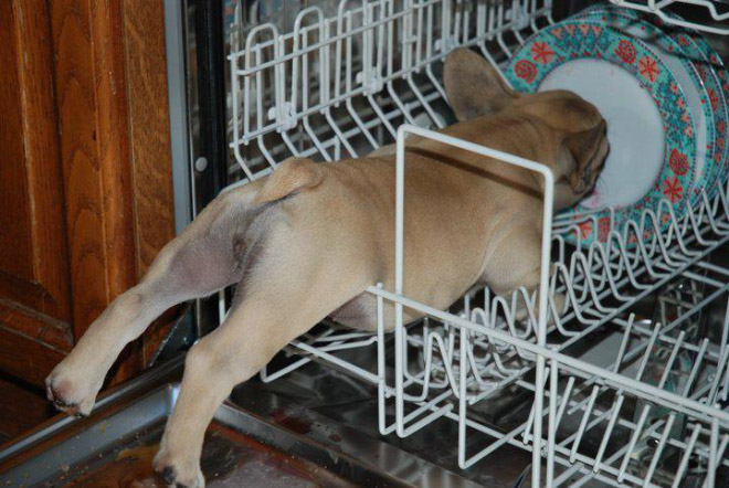 23 Animali "Incastrati" ma che Fanno Finta che Non sia Successo Nulla