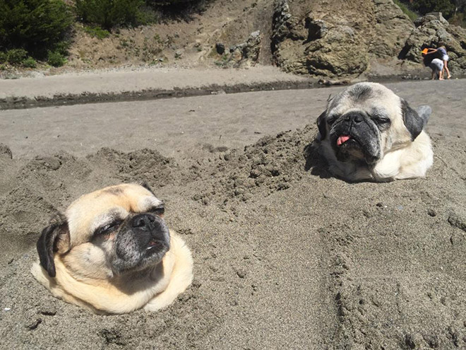 23 Animali "Incastrati" ma che Fanno Finta che Non sia Successo Nulla