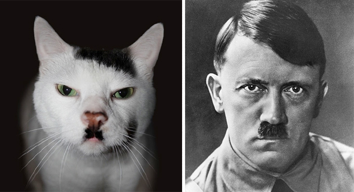 Tutti Hanno dei Sosia, Ma a Volte Sono... Animali: Eccone 16!