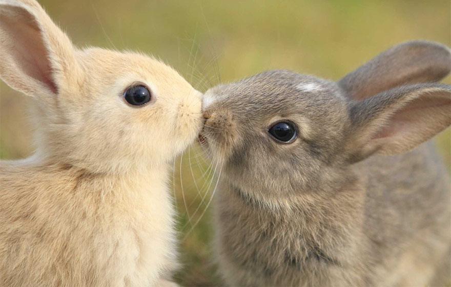 28 Foto che Provano che i Baci Non Sono Solo per le Persone