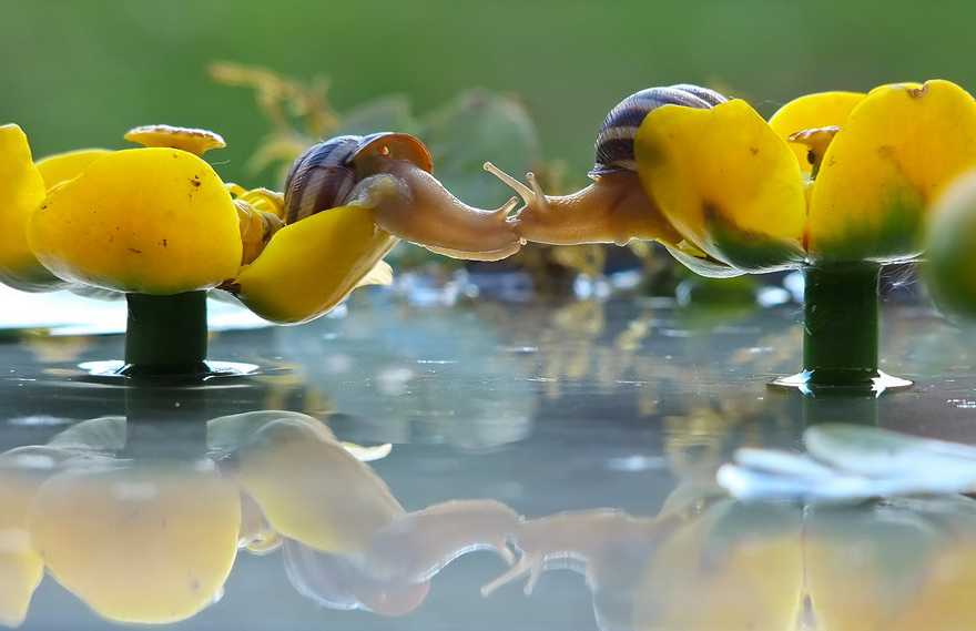 28 Foto che Provano che i Baci Non Sono Solo per le Persone