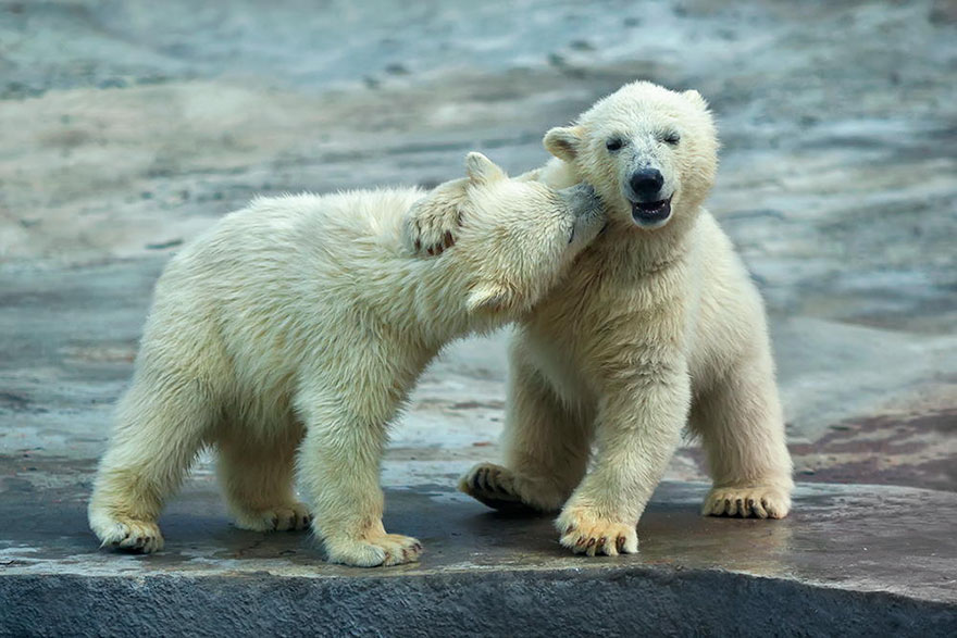 28 Foto che Provano che i Baci Non Sono Solo per le Persone