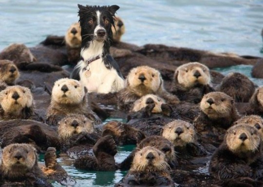 Trova l'Intruso: 20 Cose o Persone che si Trovano nel Posto Sbagliato!