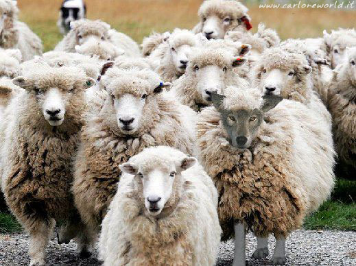 Trova l'Intruso: 20 Cose o Persone che si Trovano nel Posto Sbagliato!
