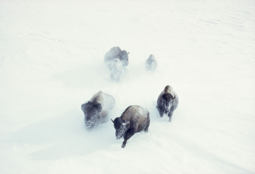 25 Inedite Foto Mai Pubblicate Trovate negli Archivi del National Geographic