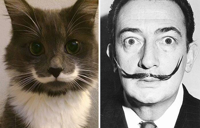 Tutti Hanno dei Sosia, Ma a Volte Sono... Animali: Eccone 16!