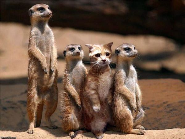 Trova l'Intruso: 20 Cose o Persone che si Trovano nel Posto Sbagliato!