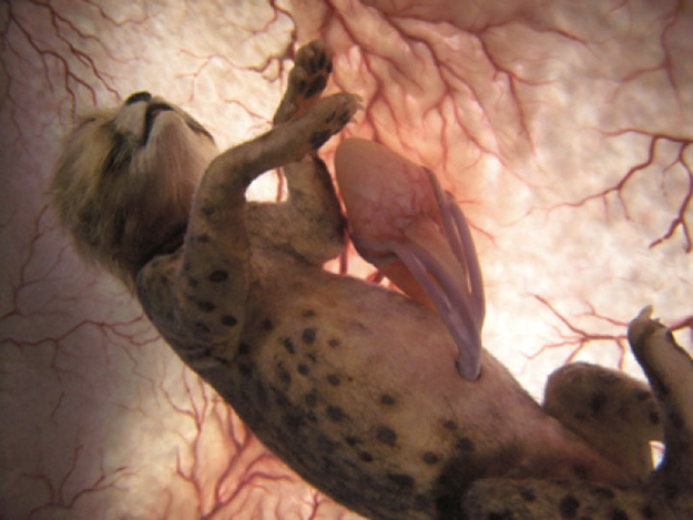 10 Straordinarie Foto di Cuccioli di Animale nel Grembo della Loro Mamma