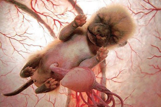10 Straordinarie Foto di Cuccioli di Animale nel Grembo della Loro Mamma