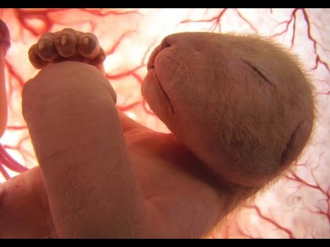 10 Straordinarie Foto di Cuccioli di Animale nel Grembo della Loro Mamma