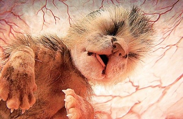 10 Straordinarie Foto di Cuccioli di Animale nel Grembo della Loro Mamma