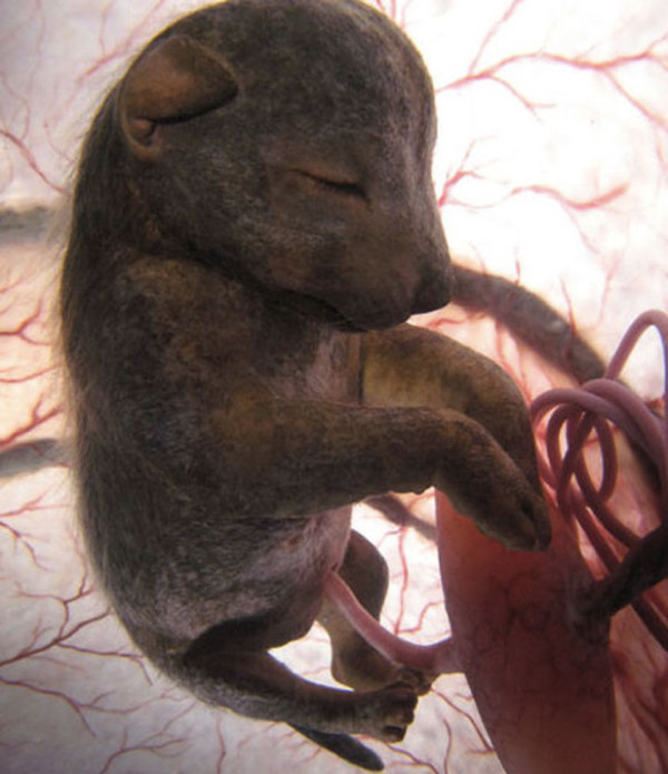 10 Straordinarie Foto di Cuccioli di Animale nel Grembo della Loro Mamma