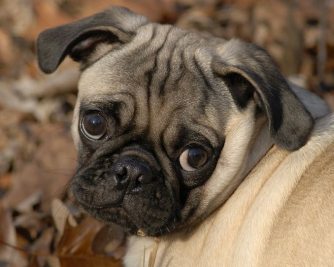 20 Buffe Espressioni degli Animali che vi Implorano per un Po' di Pappa!
