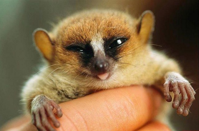20 Buffe Espressioni degli Animali che vi Implorano per un Po' di Pappa!