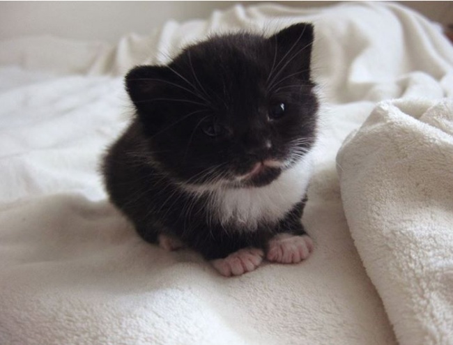 20 Buffe Espressioni degli Animali che vi Implorano per un Po' di Pappa!