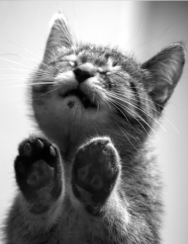 20 Buffe Espressioni degli Animali che vi Implorano per un Po' di Pappa!