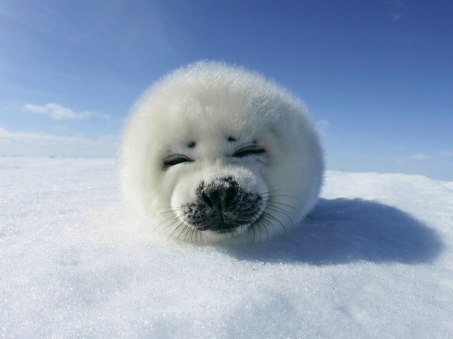 20 Buffe Espressioni degli Animali che vi Implorano per un Po' di Pappa!
