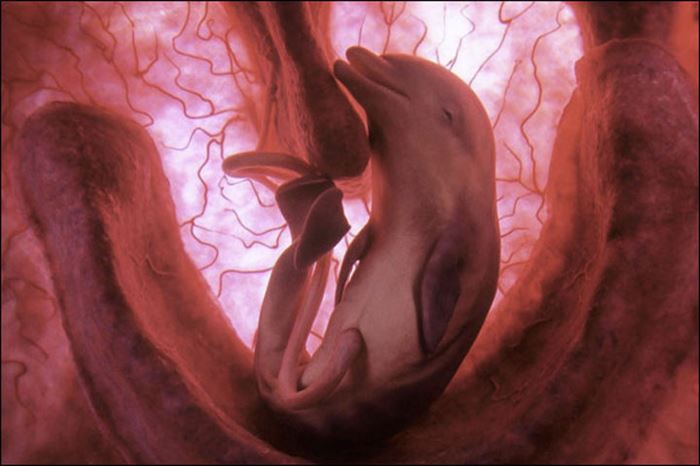 10 Straordinarie Foto di Cuccioli di Animale nel Grembo della Loro Mamma