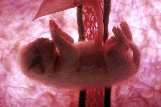 10 Straordinarie Foto di Cuccioli di Animale nel Grembo della Loro Mamma