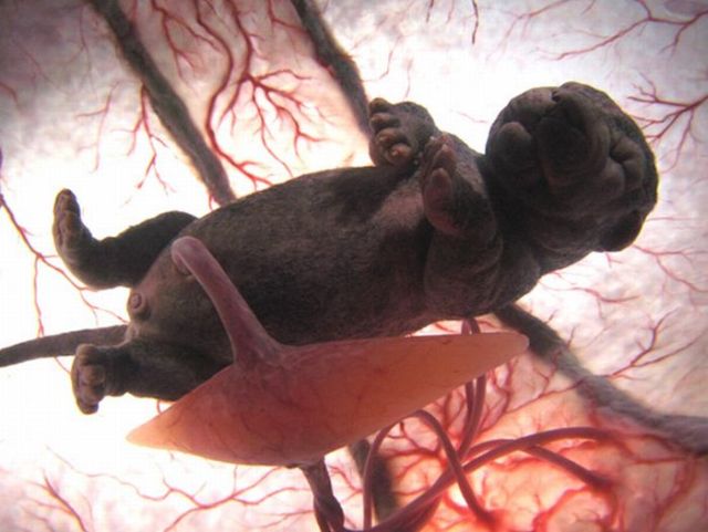 10 Straordinarie Foto di Cuccioli di Animale nel Grembo della Loro Mamma