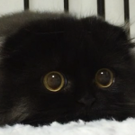 Gimo, Ecco il Gatto con gli Occhi Più Grandi del Mondo in 16 Buffi Scatti!