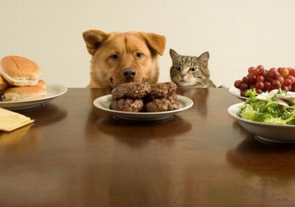 20 Buffe Espressioni degli Animali che vi Implorano per un Po' di Pappa!