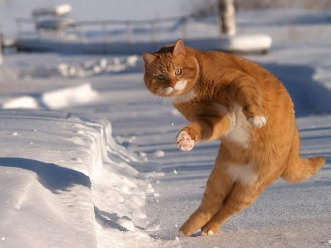 Tutt'altro che Pigri! Ecco 20 Animali che Sanno Come Mantenersi in Forma