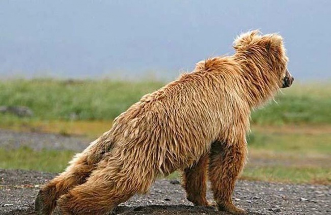 Tutt'altro che Pigri! Ecco 20 Animali che Sanno Come Mantenersi in Forma