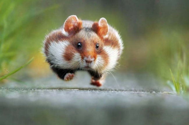 Tutt'altro che Pigri! Ecco 20 Animali che Sanno Come Mantenersi in Forma