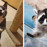 20 Buffe Espressioni degli Animali che vi Implorano per un Po' di Pappa!
