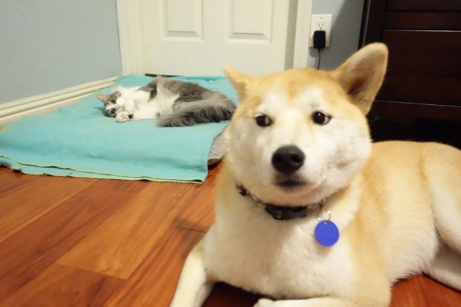 20 Gatti Dispettosi che Hanno la Meglio sui Cani