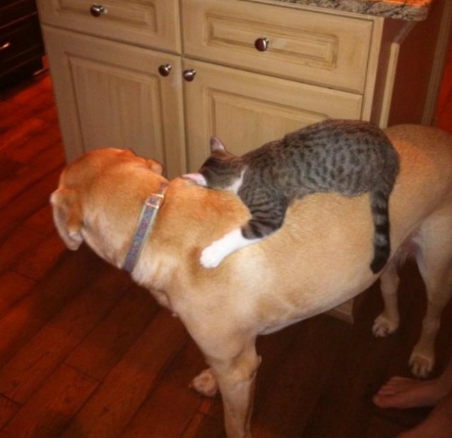 20 Gatti Dispettosi che Hanno la Meglio sui Cani
