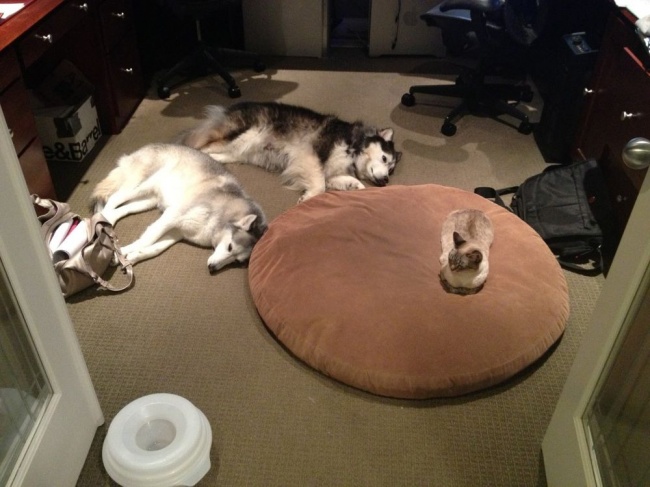 20 Gatti Dispettosi che Hanno la Meglio sui Cani
